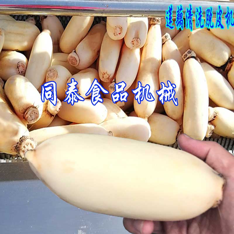 定制毛刷式莲藕去皮清洗机 山药清洗机多功能 