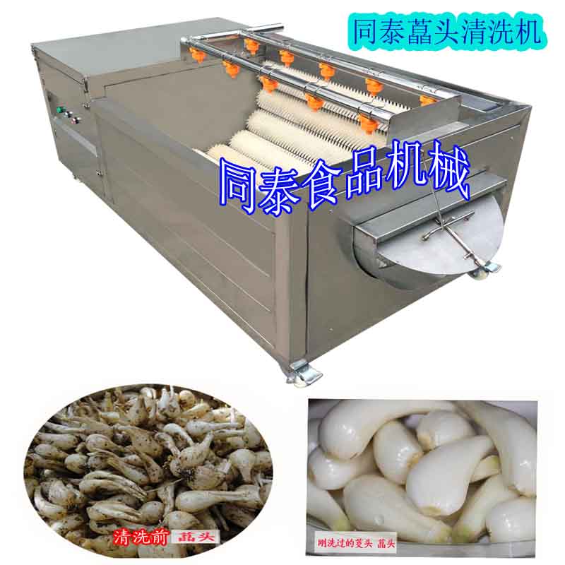 藠头清洗机现货 根茎类中药材毛刷机 多功能毛辊去皮清洗机